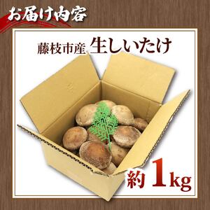 しいたけ 約1kg  椎茸 生しいたけ
