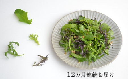 定期便 12回 国産 ハーブ 野菜 詰め合わせ 約 450g 4種 8袋 セット × 12ヶ月 お届け  | ハーブ ハーブ ハーブ ハーブ