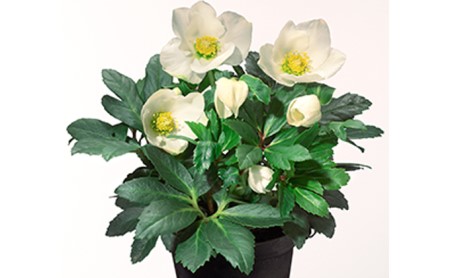 花 クリスマス ローズ バラ 薔薇 開花 株 4.5号 鉢植え 純白 ニゲル 季節 冬 ガーデニング ガーデン 庭 贈答 プレゼント ギフト 先行予約 2024年12月発送開始 オンライン決済限定