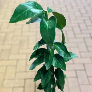 苗木 種なし レモン シードレス あや 苗 植物 家庭菜園 栽培 果物 ガーデン ガーデニング 庭 贈答 プレゼント ギフト オンライン決済限定