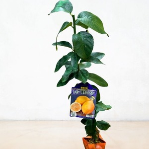 苗木 種なし レモン シードレス あや 苗 植物 家庭菜園 栽培 果物 ガーデン ガーデニング 庭 贈答 プレゼント ギフト オンライン決済限定