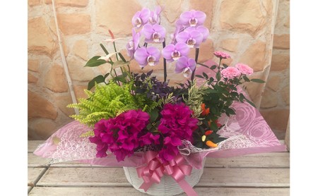 胡蝶蘭 花 寄せ植え ギフト 鉢植え ミディ胡蝶蘭 かご入れ お祝い プレゼント ラッピング 静岡県 藤枝市