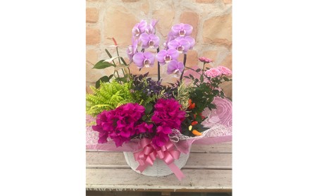 胡蝶蘭 花 寄せ植え ギフト 鉢植え ミディ胡蝶蘭 かご入れ お祝い プレゼント ラッピング 静岡県 藤枝市