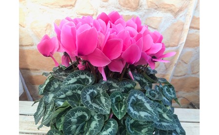 花 シクラメン 鉢植え ピンク 5号 クリスマス オンライン決済限定 花 花
