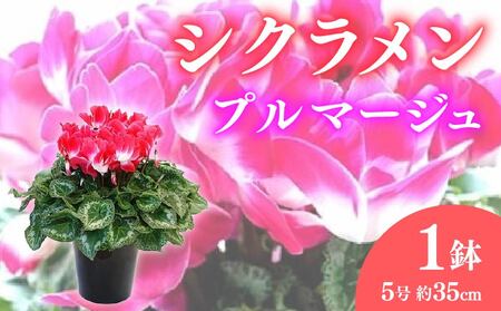 花 シクラメン 鉢植え プルマージュ 5号 花 オンライン決済限定 花