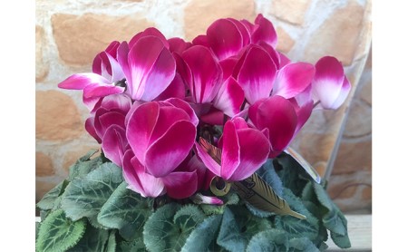 花 シクラメン 鉢植え プルマージュ 5号 花 オンライン決済限定 花