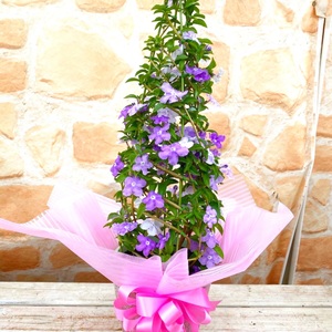 【先行予約】 母の日に！ アメリカンジャスミン タワー仕立て 2026年5月から順次発送 オンライン決済限定 花 花