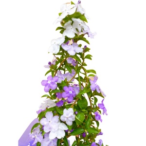 【先行予約】 母の日に！ アメリカンジャスミン タワー仕立て 2026年5月から順次発送 オンライン決済限定 花 花