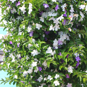 【先行予約】 母の日に！ アメリカンジャスミン タワー仕立て 2026年5月から順次発送 オンライン決済限定 花 花