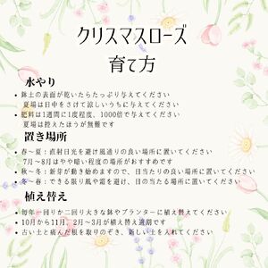 花 冬の貴婦人 クリスマスローズ 新品種 アーリーローズ 開花株 4.5号 冬 季節 ガーデン ガーデニング 庭 贈答 プレゼント ギフト 植物 オンライン決済限定