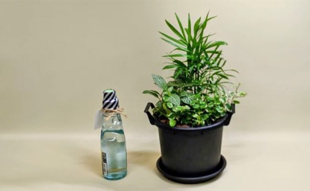 観葉植物3種類の寄せ植え 1鉢（受皿付き） |    