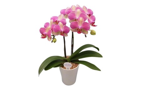 ミディ 胡蝶蘭 鉢植え アンスラ パレルモ 2本立 お花