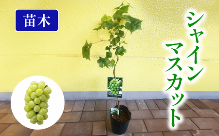 果樹苗 ぶどう シャインマスカット 苗木 植物 苗 マスカット オンライン決済限定
