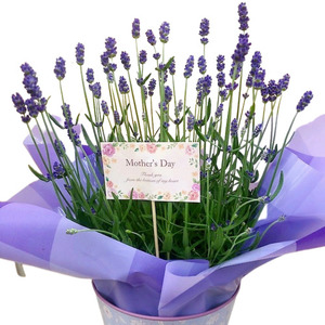 【先行予約】 母の日に！ イングリッシュ ラベンダー 5号 2026年5月から順次発送 オンライン決済限定 花 花