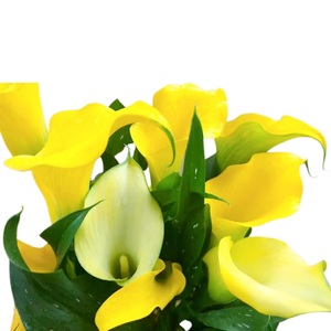 【先行予約】 母の日に! カラー 鉢植え 黄色 5号 2026年5月から順次発送 オンライン決済限定 花 花