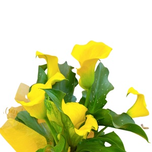 【先行予約】 母の日に! カラー 鉢植え 黄色 5号 2026年5月から順次発送 オンライン決済限定 花 花