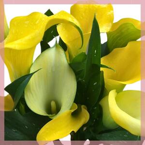 【先行予約】 母の日に！ カラー 鉢植え 黄色 5号 2026年5月から順次発送 オンライン決済限定 花 花