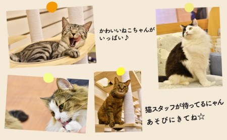 猫カフェいろり ご利用優待券（1時間分）×10枚セット  |    