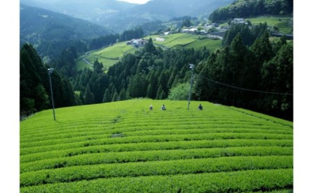 お茶 490ml 24本 ボトル缶 緑茶 静岡茶 お茶葉 人気 常備 保存 JA