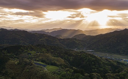 お茶 茶葉 煎茶 100g × 3袋 やぶきたみどり 有機 オーガニック 静岡県産 日本茶 お茶っ葉 アルミ チャック 付き |    
