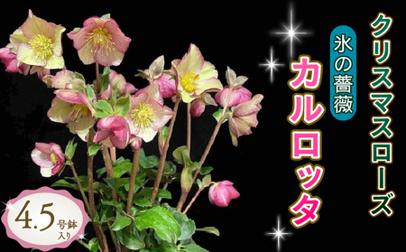 花 クリスマスローズ 鉢植え 氷の薔薇 カルロッタ 開花株 4.5号 冬 季節 ガーデン ガーデニング 庭 贈答 プレゼント ギフト 植物 オンライン決済限定