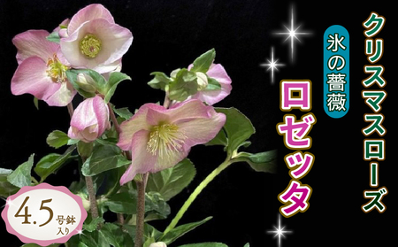 花 クリスマスローズ 鉢植え 氷の薔薇 ロゼッタ 開花株 4.5号 クリスマス 冬 季節 ガーデン ガーデニング 庭 贈答 プレゼント ギフト 植物 オンライン決済限定