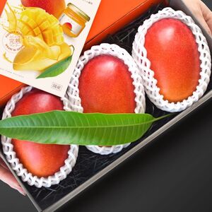 マンゴー 【 先行予約 : 2026年6月頃より順次発送 】 完熟マンゴー大玉 3個