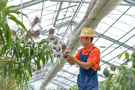 マンゴー【 先行予約 : 2026年7月頃より順次発送 】 完熟マンゴー 2kg