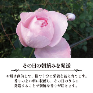 バラ 花束 ブーケ 朝摘み Sサイズ 薔薇 花 ばら 花 パフューム ローズ バラの花束 生花 ギフト 花 プレゼント | 静岡県藤枝市 |  ふるさと納税サイト「ふるなび」