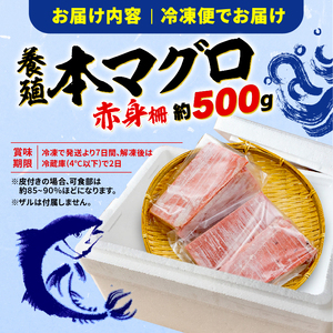 訳あり 本まぐろ 赤身 約500g 本まぐろ  