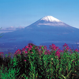 【定期便7ヵ月】純国産鶏さくらちゃんが産んだ桜色のさくら玉子 五分咲き（Mサイズ）30個 ｜ 卵 鶏卵 たまご タマゴ 生卵 たまごかけご飯 濃厚 甘み 国産