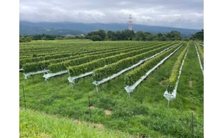 978.御殿場山麓36ワイン シャルドネ2024