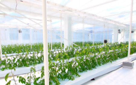 神のトマト 1kg ｜ ミニトマト とまと 野菜 やさい フルティカ 栄養 旨味 富糖度