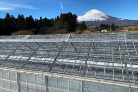 神のトマト 1kg ｜ ミニトマト とまと 野菜 やさい フルティカ 栄養 旨味 富糖度