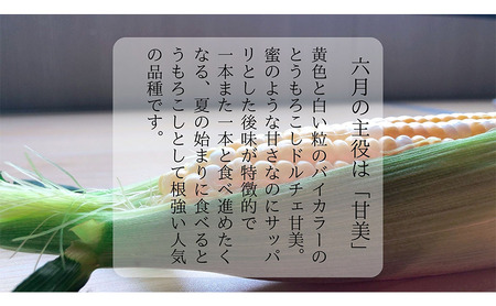 【 先行予約 】リピーター続出! とうもろこし 【 ドルチェ甘美 】約5kg 8~10本 トウモロコシ 甘い 野菜 採れたて 朝採り 農家直送 袋井市 静岡県