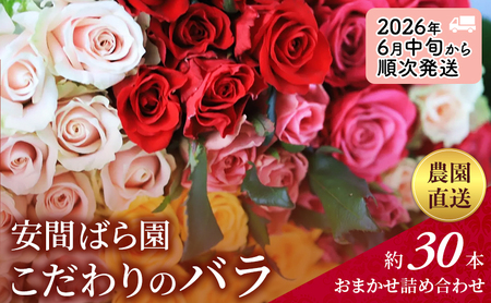 【2026年6月中旬から順次発送】安間ばら園 こだわりの バラ おまかせ詰め合わせ約30本入 クール便 花 ギフト 誕生日 記念日 花束 プレゼント バラ フラワーギフト