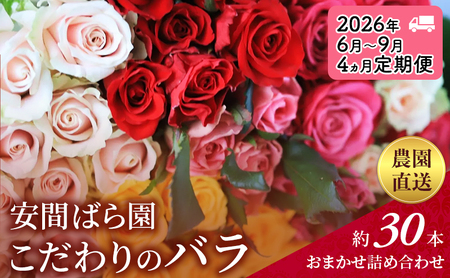 【2026年6月～9月定期便】安間ばら園 こだわりの バラ おまかせ詰め合わせ約30本 4か月定期便 花 ギフト 誕生日 記念日 花束 プレゼント バラ フラワーギフト