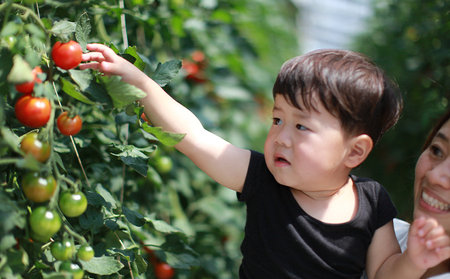 機能性表示食品 Hapitoma ハピトマ 糖度6（1kg）【配送不可：北海道・沖縄・離島】健康 ヘルシー GABA リコピン 人気 厳選 袋井市 野菜 トマト ミニトマト とまと 