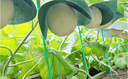 クラウンメロン 訳あり 2玉 定期便3ヶ月 人気 厳選 ギフト 贈り物 デザート グルメ 果物 袋井市 果物類 メロン青肉 フルーツ