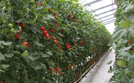 機能性表示食品 Hapitoma ハピトマ 訳あり(1.8kg)【配送不可:北海道・沖縄・離島】健康 ヘルシー GABA 人気 厳選 袋井市 野菜 トマト ミニトマト ストレス リコピン コレステロール 規格外品 新鮮