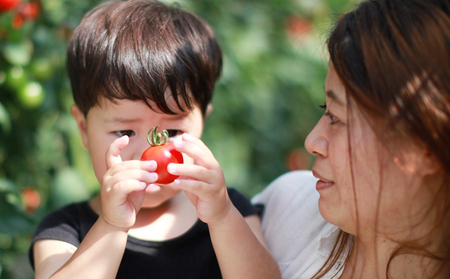 機能性表示食品 Hapitoma ハピトマ 訳あり(1.8kg)【配送不可:北海道・沖縄・離島】健康 ヘルシー GABA 人気 厳選 袋井市 野菜 トマト ミニトマト ストレス リコピン コレステロール 規格外品 新鮮