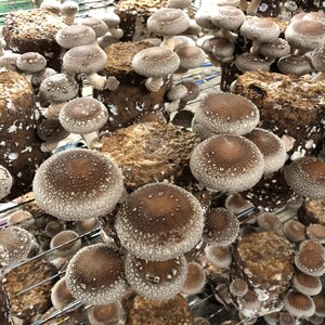 【12月9日受付終了】＜サントピア下田＞生しいたけ（菌床） 500g