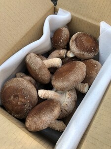 【12月9日受付終了】＜サントピア下田＞生しいたけ（菌床） 500g