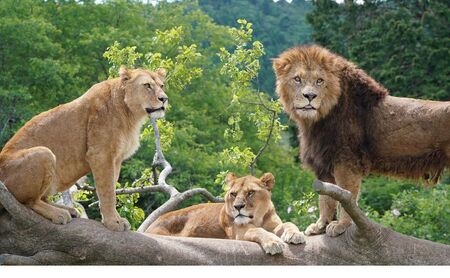 富士サファリパーク入園券 【大人2枚、小人3枚】 サファリパーク 動物園 動物 餌やり えさやり ふれあい 子供 こども 家族 お出かけ スポット 裾野市 裾野