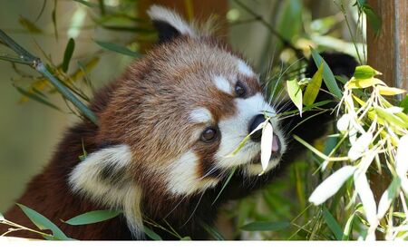 富士サファリパーク入園券 【大人2枚、小人3枚】 サファリパーク 動物園 動物 餌やり えさやり ふれあい 子供 こども 家族 お出かけ スポット 裾野市 裾野