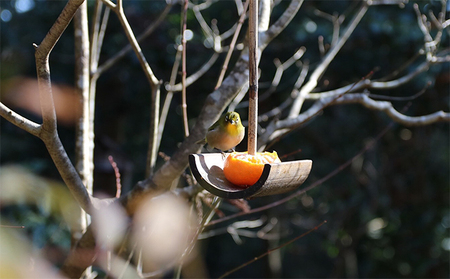 蕎仙坊・御食事券（3枚） チケット お食事券 