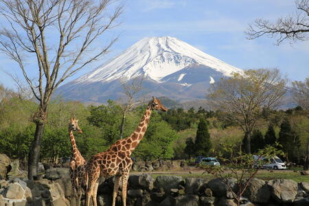 富士サファリパーク入園券 大人2枚 サファリパーク 動物園 動物 餌やり えさやり ふれあい 子供 こども 家族 お出かけ スポット 裾野市 裾野