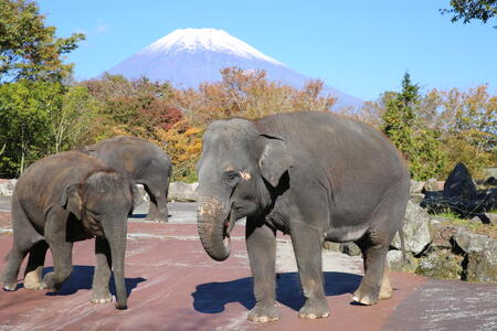 富士サファリパーク入園券 大人2枚 サファリパーク 動物園 動物 餌やり えさやり ふれあい 子供 こども 家族 お出かけ スポット 裾野市 裾野