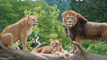 富士サファリパーク入園券 大人2枚 サファリパーク 動物園 動物 餌やり えさやり ふれあい 子供 こども 家族 お出かけ スポット 裾野市 裾野