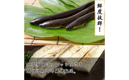 【焼きたてを即日配送】浜名湖うなぎ白焼き140g×2尾(冷蔵便)_魚介・海産物 うなぎ ウナギ 鰻_【配送不可地域:離島】【1497523】